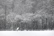 grote zilverreiger (Ardea alba) 1-2026 2547